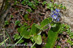 Alpen-Ehrenpreis (Veronica alpina) (08.2020, C172291)
