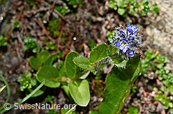 Veronica alpina (C172293)