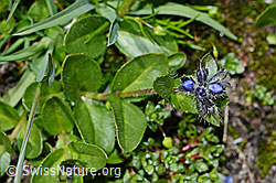 Alpen-Ehrenpreis (Veronica alpina) (08.2020, C172295)