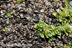 Gegenblättriger Steinbrech (Saxifraga oppositifolia) (C172743)