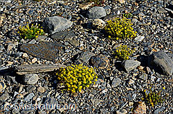 Bewimperter Steinbrech (Saxifraga aizoides) (C172747)