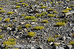 Bewimperter Steinbrech (Saxifraga aizoides) (C172749)