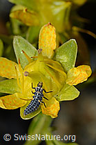 Variabler Flach-Marienkäfer (Hippodamia variegata) (08.2020, C172754)