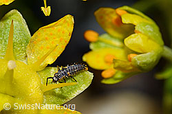 White collared ladybird (Hippodamia variegata) (C172756)