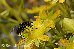 Zaphne ambigua (Blumenfliege) auf Bewimpertem Steinbrech (Saxifraga aizoides) (C172763)