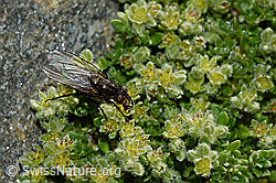 Zaphne ambigua (Blumenfliege) auf Alpen-Bruchkraut (Herniaria alpina)