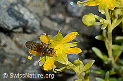 Foto: Mycophaga testacea (Blumenfliege) auf Bewimpertem Steinbrech (Saxifraga aizoides)