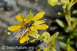 Bewimperter Steinbrech (Saxifraga aizoides)