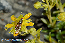Foto: Mycophaga testacea (Blumenfliege) auf Bewimpertem Steinbrech (Saxifraga aizoides)