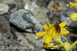 Foto: Mycophaga testacea (Blumenfliege) auf Bewimpertem Steinbrech (Saxifraga aizoides)