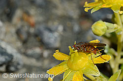Mycophaga testacea (Blumenfliege) auf Bewimpertem Steinbrech (Saxifraga aizoides) (08.2020, C172794)