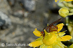 Foto: Mycophaga testacea (Blumenfliege) auf Bewimpertem Steinbrech (Saxifraga aizoides)