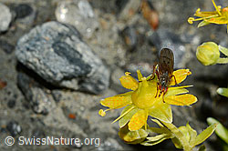 Foto: Mycophaga testacea (Blumenfliege) auf Bewimpertem Steinbrech (Saxifraga aizoides)