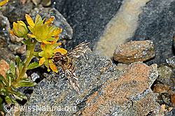 Hainschwebfliege (Episyrphus balteatus) auf Bewimperter Steinbrech (Saxifraga aizoides) (C172805)