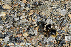 Steinhummel (Bombus lapidarius) (08.2020, C172833)