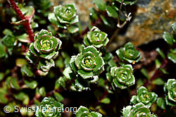 Zweiblütiger Steinbrech (Saxifraga biflora) (C172841)