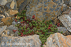 Zweiblütiger Steinbrech (Saxifraga biflora) (C172843)