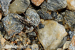 Schwarze Schlupfwespe (Pimpla rufipes) (C172846) Schwarze Schlupfwespe (Pimpla rufipes) (C172846)