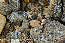 Schwarze Schlupfwespe (Pimpla rufipes) (C172850) Schwarze Schlupfwespe (Pimpla rufipes) (C172850)