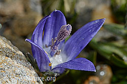 Mont Cenis-Glockenblume (Campanula cenisia) (C172853) Mont Cenis-Glockenblume (Campanula cenisia) (C172853)