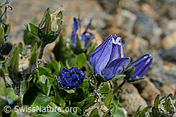 Mont Cenis-Glockenblume (Campanula cenisia) (C172855) Mont Cenis-Glockenblume (Campanula cenisia) (C172855)