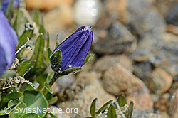 Mont Cenis-Glockenblume (Campanula cenisia) (C172858) Mont Cenis-Glockenblume (Campanula cenisia) (C172858)