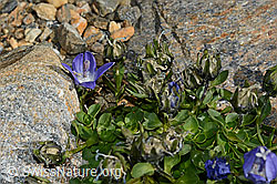 Mont Cenis-Glockenblume (Campanula cenisia) (C172859) Mont Cenis-Glockenblume (Campanula cenisia) (C172859)
