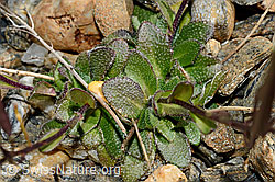Alpen-Gänsekresse (Arabis alpina) (C172932) Alpen-Gänsekresse (Arabis alpina) (C172932)