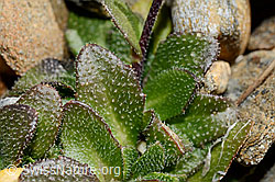 Alpen-Gänsekresse (Arabis alpina) (C172933) Alpen-Gänsekresse (Arabis alpina) (C172933)