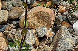 Alpen-Gänsekresse (Arabis alpina) (C172934) Alpen-Gänsekresse (Arabis alpina) (C172934)
