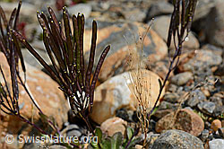 Alpen-Gänsekresse (Arabis alpina) (08.2020, C172935)