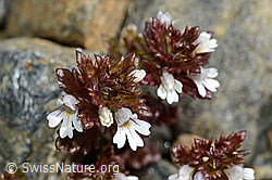 Zwerg-Augentrost (Euphrasia minima) (08.2020, C172955)
