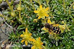 Mondfleck-Feldschwebfliege (Eupeodes luniger) auf Bewimpertem Steinbrech (Saxifraga aizoides) (C173005)