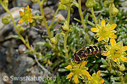 Mondfleck-Feldschwebfliege (Eupeodes luniger) auf Bewimpertem Steinbrech (Saxifraga aizoides) (08.2020, C173007)