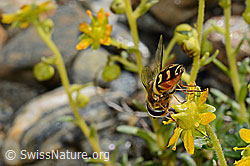 Mondfleck-Feldschwebfliege (Eupeodes luniger) auf Bewimpertem Steinbrech (Saxifraga aizoides) (C173008)