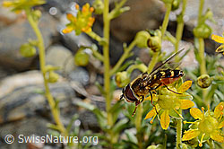 Mondfleck-Feldschwebfliege (Eupeodes luniger) auf Bewimpertem Steinbrech (Saxifraga aizoides) (C173009)