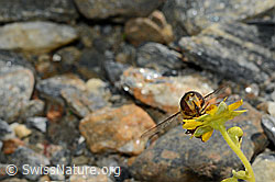 Mondfleck-Feldschwebfliege (Eupeodes luniger) auf Bewimpertem Steinbrech (Saxifraga aizoides) (C173012)