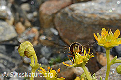 Mondfleck-Feldschwebfliege (Eupeodes luniger) auf Bewimpertem Steinbrech (Saxifraga aizoides) (C173013)