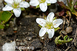 Zweiblütiges Sandkraut (Arenaria biflora) (C173134) Zweiblütiges Sandkraut (Arenaria biflora) (C173134)