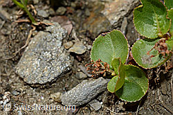 Kraut-Weide (Salix herbacea) (C173138) Kraut-Weide (Salix herbacea) (C173138)