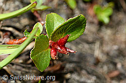 Kraut-Weide (Salix herbacea) (08.2020, C173139)