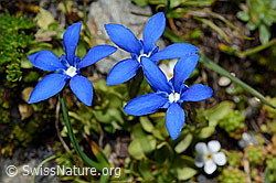 Kurzblättriger Enzian (Gentiana brachyphylla) (08.2020, C173143)
