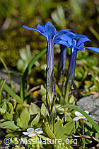 Kurzblättriger Enzian (Gentiana brachyphylla) (08.2020, C173144)