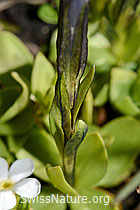 Kurzblättriger Enzian (Gentiana brachyphylla) (08.2020, C173145)