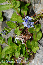 Alpen-Ehrenpreis (Veronica alpina) (08.2020, C173154)