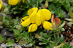 Alpen-Hornklee (Lotus alpinus) (08.2020, C173156)