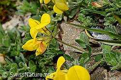 Photo: Lotus alpinus