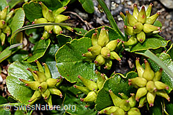 Kraut-Weide (Salix herbacea) (C173162) Kraut-Weide (Salix herbacea) (C173162)