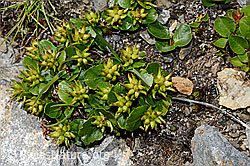 Kraut-Weide (Salix herbacea) (08.2020, C173163)