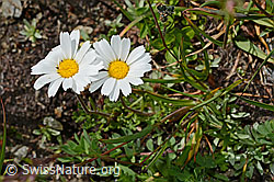 Gewöhnliche Alpenmargerite (Leucanthemopsis alpina) (08.2020, C173168)
